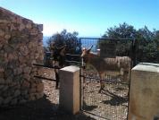 ases (2)